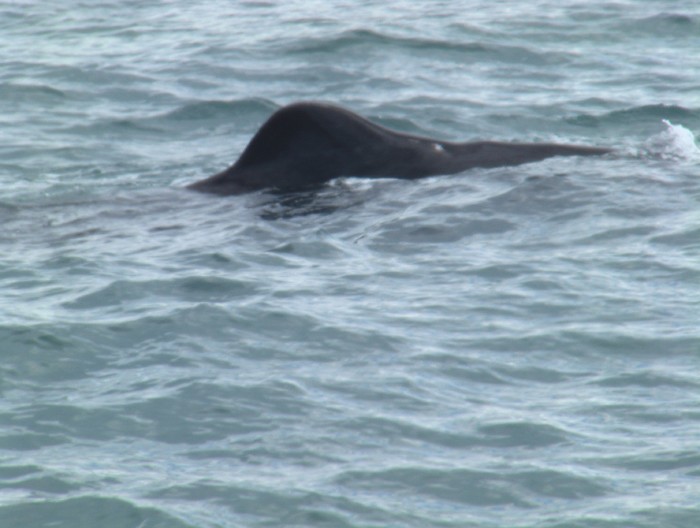 Kaikoura - South Island